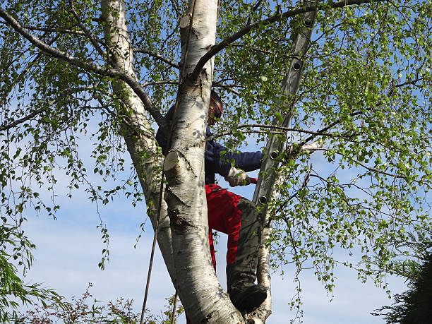 How Our Tree Care Process Works  in  Bellevue, MI