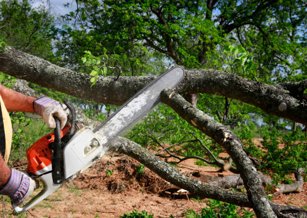 Professional Tree Services in Bellevue, MI